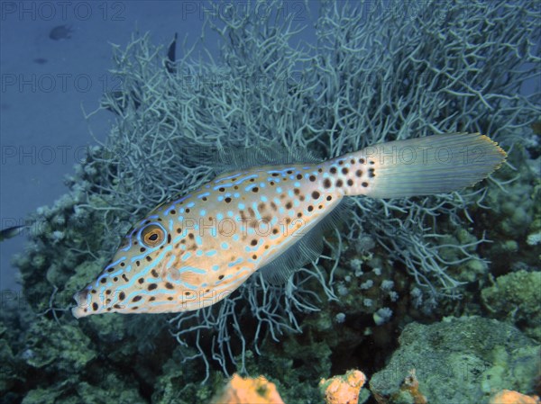 Scrawled filefish