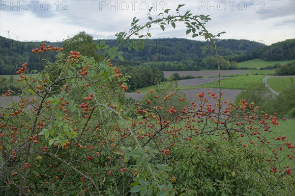 Rosehip