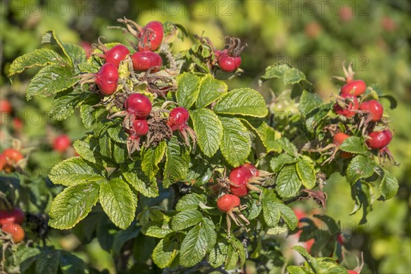 Rosehip of the rugosa rose