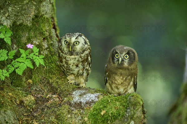 Tengmalm's Owl