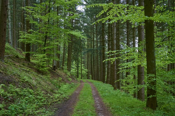 Forest path