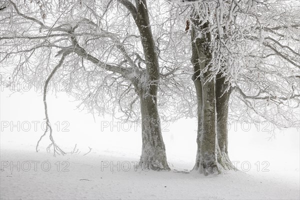 Winter beech forest with hoarfrost on the trees and fog on Mount Kandel