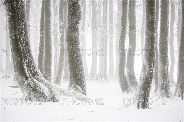 Winter beech forest with hoarfrost on the trees and fog on Mount Kandel