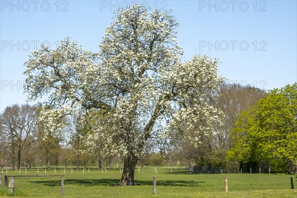 Flowering old pear tree