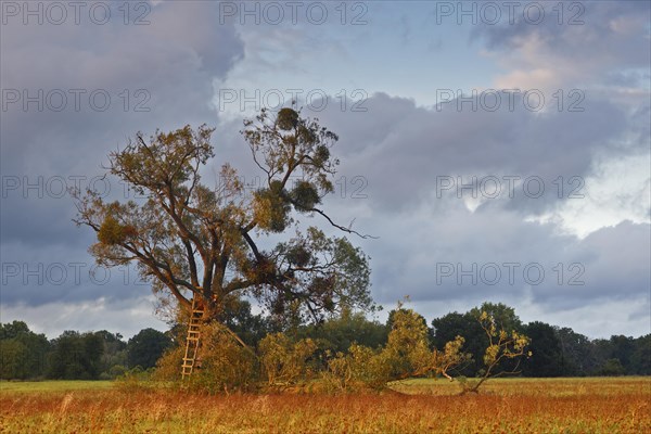 Poor hunting stand at a pasture on the Elbe meadows