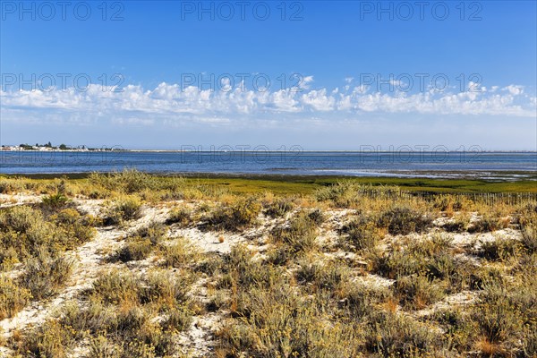 Dune landscape