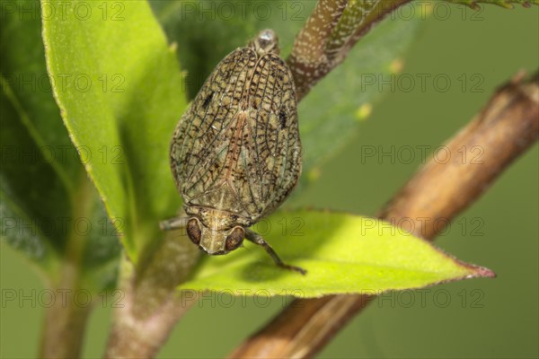 Beetle cicada