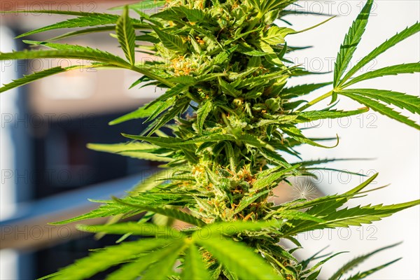 Marijuana buds surrounded by leaves. The medicinal cannabis plant seen up close. Critical is a cross between Afghani and Skunk