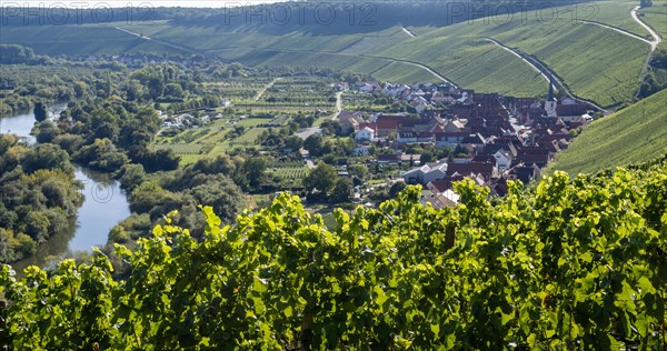 View from Vogelsburg Castle on the Main Loop towards Escherndorf