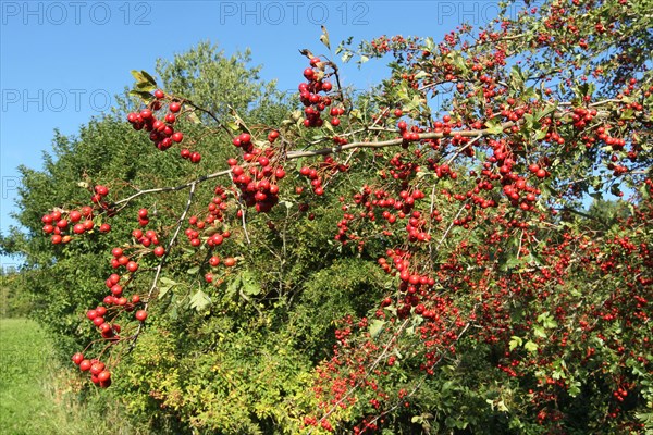 Common hawthorn