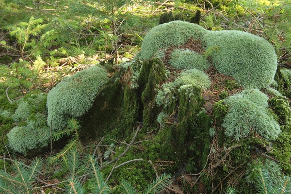 Leucobryum moss