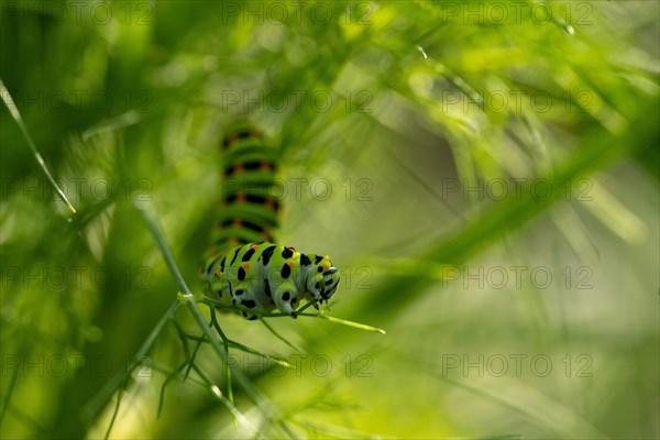 Swallowtail