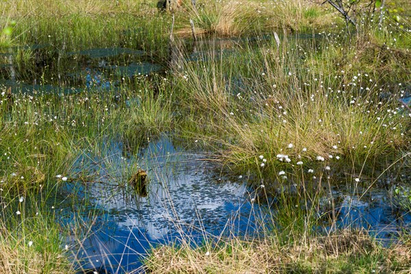 Scheiden-Wollgras or Scheidiges Wollgras