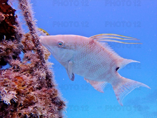 Hogfish