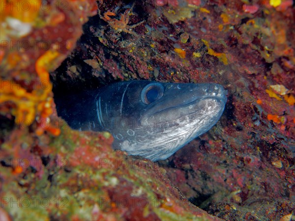 Conger eel