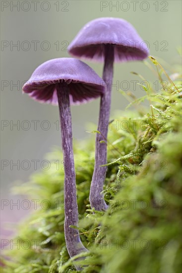 Amethyst deceiver