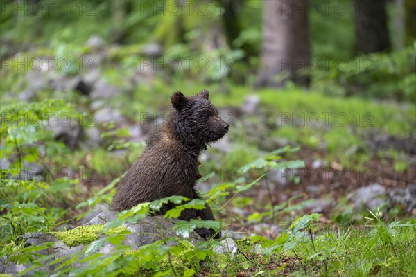 European brown bear