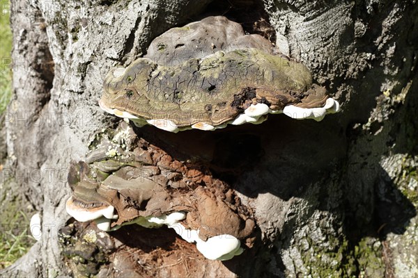 Tree sponge