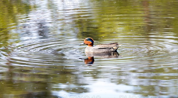 Common eurasian teal