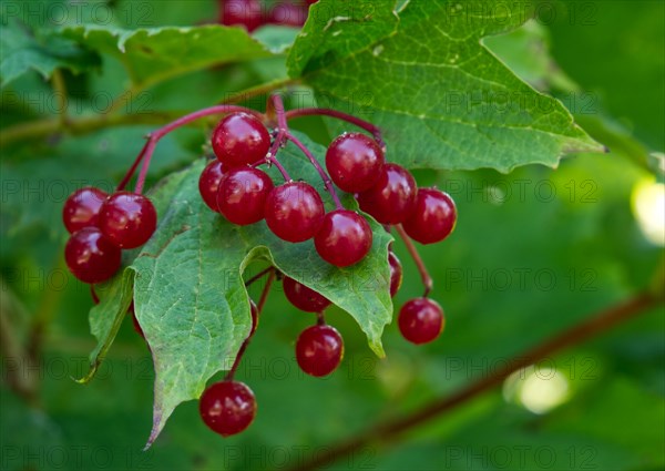 Guelder rose