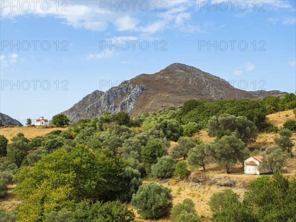 Two chapels in the olive grove