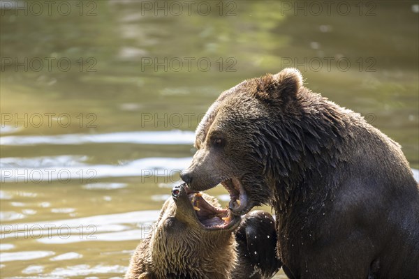 Brown bear in the animal enclosure