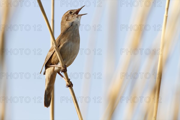 Savi's warbler