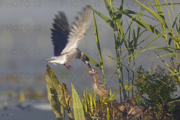 Black Tern