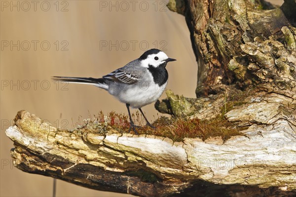 White wagtail