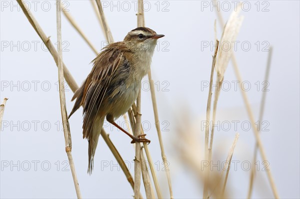 Sedge warbler