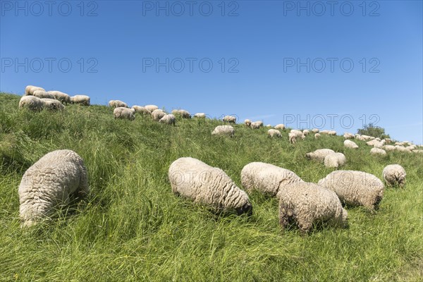 Sheep on Elbe dyke in high grass