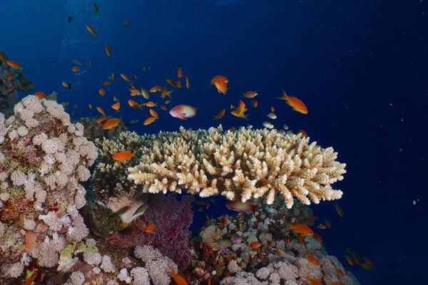 Low staghorn coral