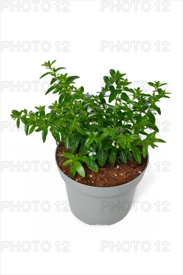 Potted False Heather 'Cuphea Hyssopifolia' plant with small white flowers on white background
