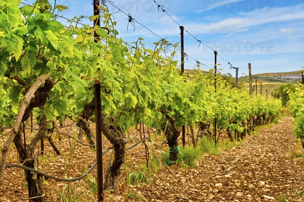 Beautiful landscape with rows of vines and distant mountains