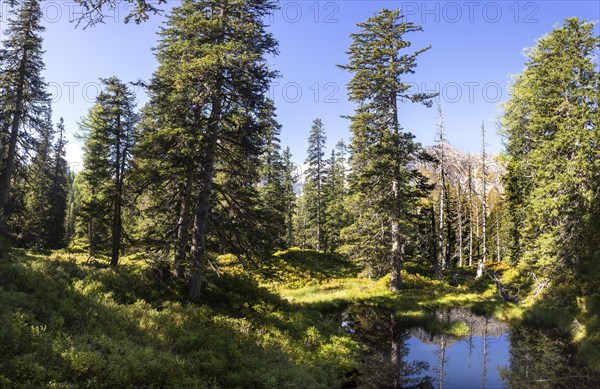 Moor pond on the nature adventure trail through the Rauris primeval forest