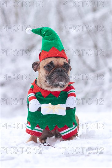 French Bulldog dog wearing a traditional cute Christmas elf costume with arms holding present in white snow winter landscape