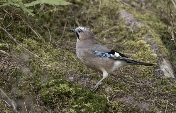 Eurasian jay