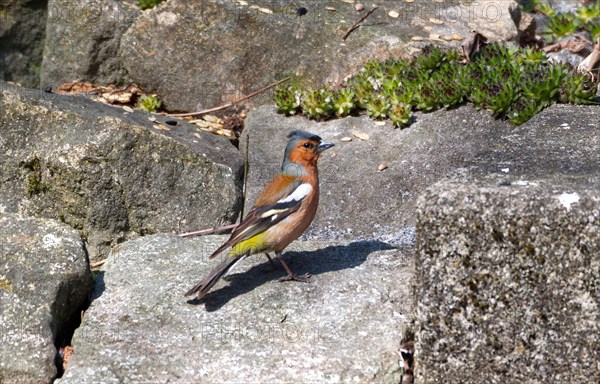Magnificent common chaffinch