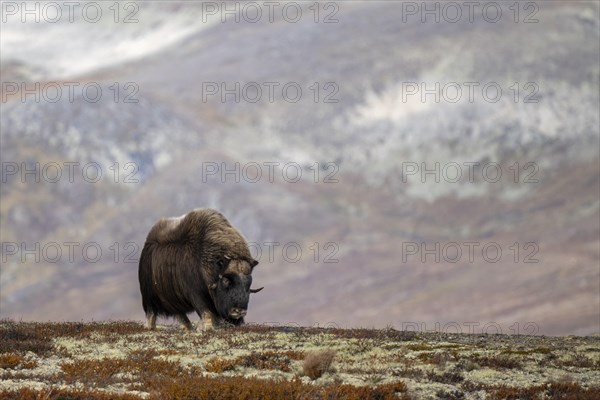 Musk ox