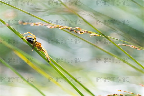 Raft spider