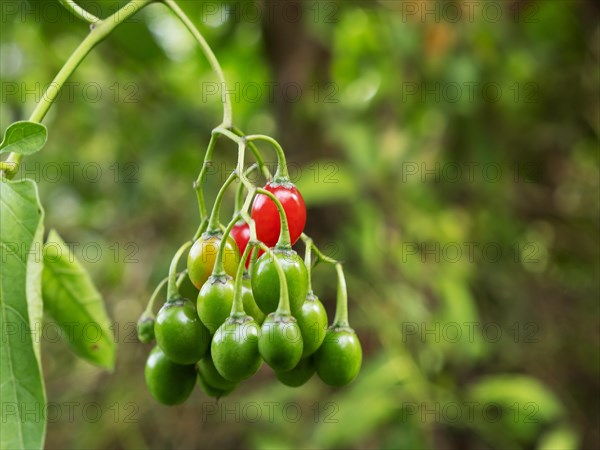 Bittersweet nightshade