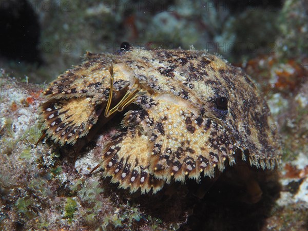 American bear crab