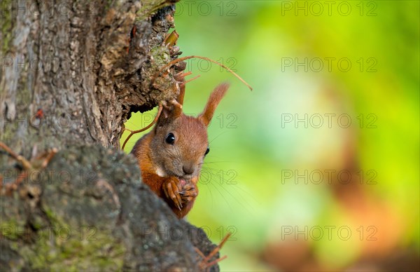 Eurasian squirrel or eurasian red squirrel