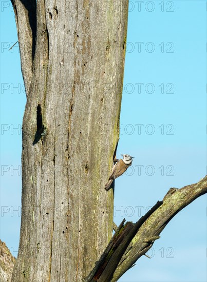 Crested Tit