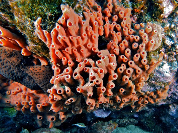 Pink cylinder sponge