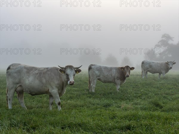 Cattle on pasture in the fog