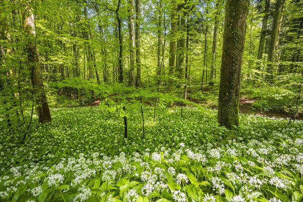 Blooming ramson