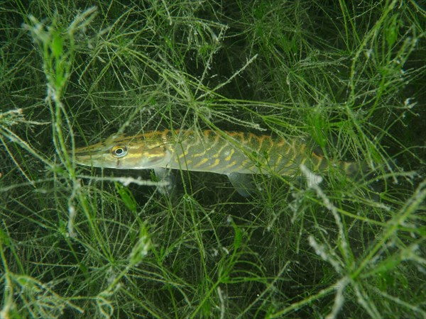 Pike