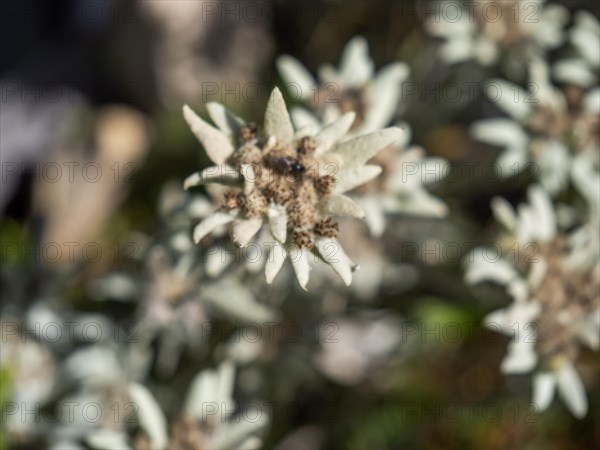 Alpine edelweiss