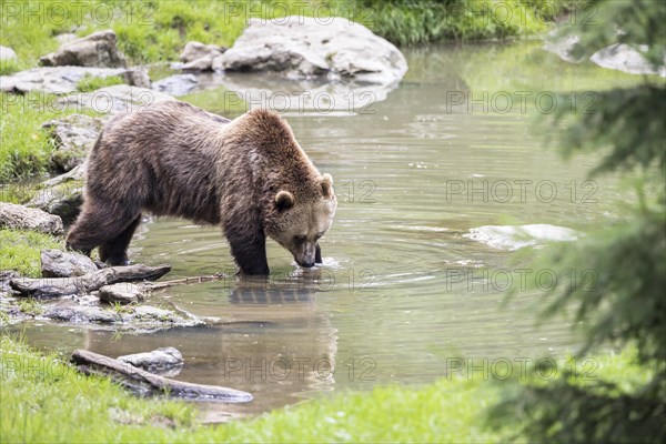 Brown bear in the animal enclosure